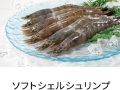 ソフトシェルシュリンプ（皮がやわらかい海老）　Ｓサイズ　