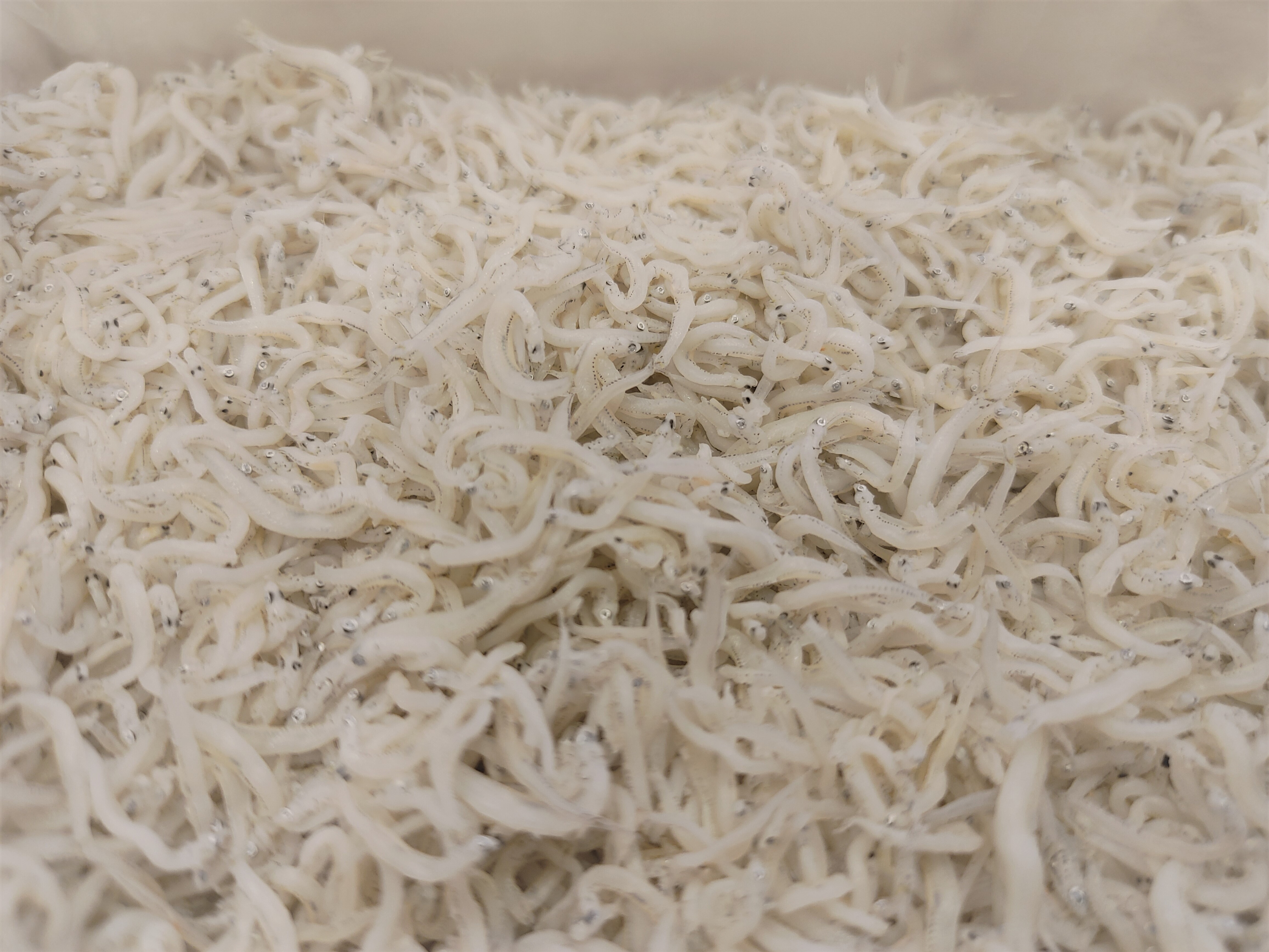 良品シラス干し　500g  国産　おすすめ　業務用　贈答用にも　ご家庭用にも　しらす