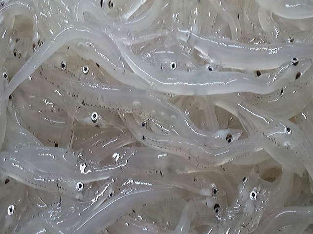 冷凍　白魚　8/10ｃｍサイズ　1ｋｇ　天ぷら、卵とじ、お吸い物など