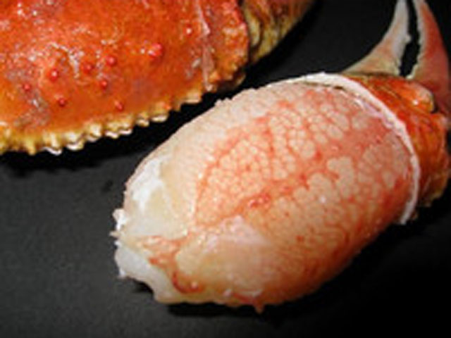 ボイル ズワイガニ ２本爪ポーション　21/30　大サイズ