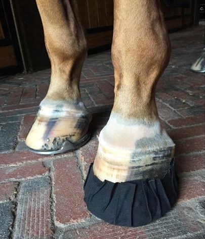 EquiFit Nスティックフーフパック