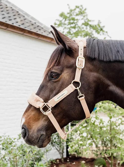 Kentucky テディフリースホルター