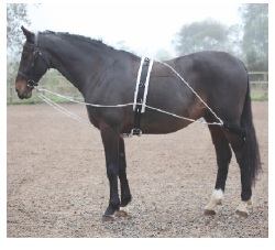 LUNGING　AID　