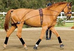 バランスコンプリートトレーニングセット