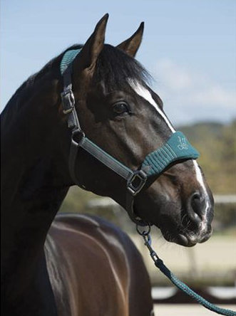 LeMieuxヴォークホルター&リード