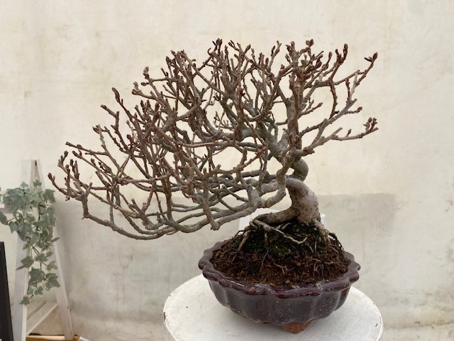 盆栽