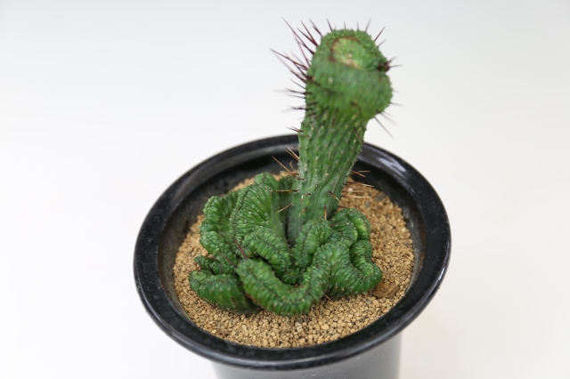 浦部陽向園