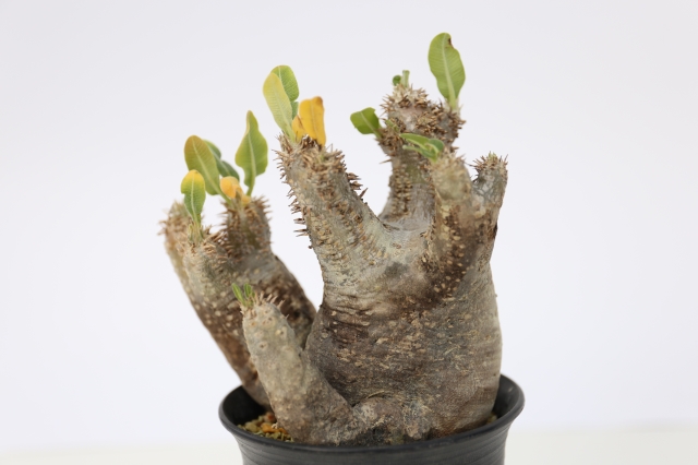 エニグマティクム　輸入球　A1128★パキポディウム　コーデックス　多肉植物★「送料無料」浦部陽向園