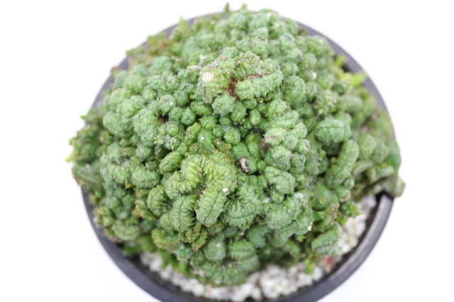 ホリダモンスト　A1149★ユーフォルビア　多肉植物★「送料無料」浦部陽向園