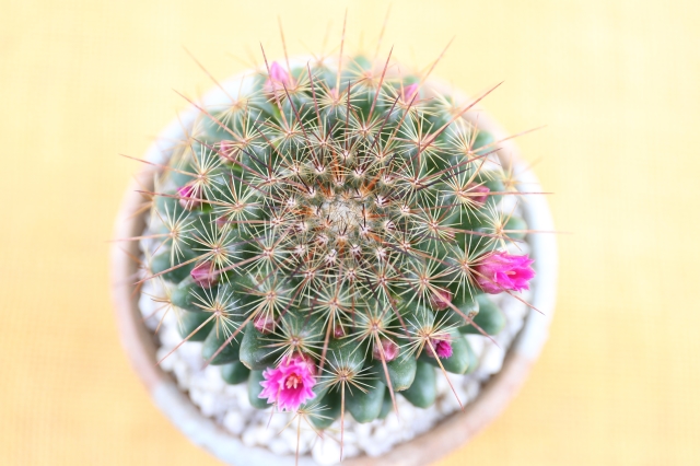 銀紗丸　実生　当店オリジナル鉢入り　A1202★マミラリア　サボテン　ギフトにオススメ★浦部陽向園