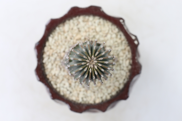 サボテン