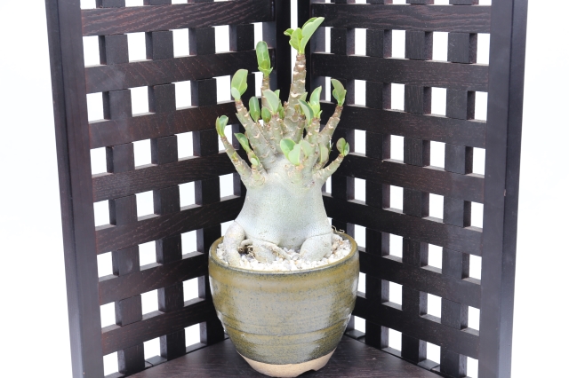 多肉植物