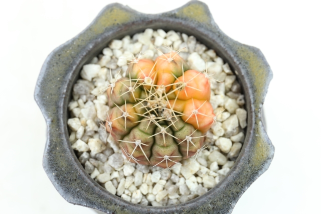 サボテン
