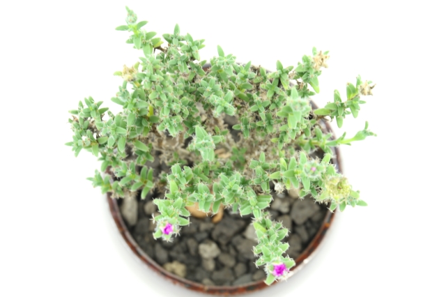 多肉植物