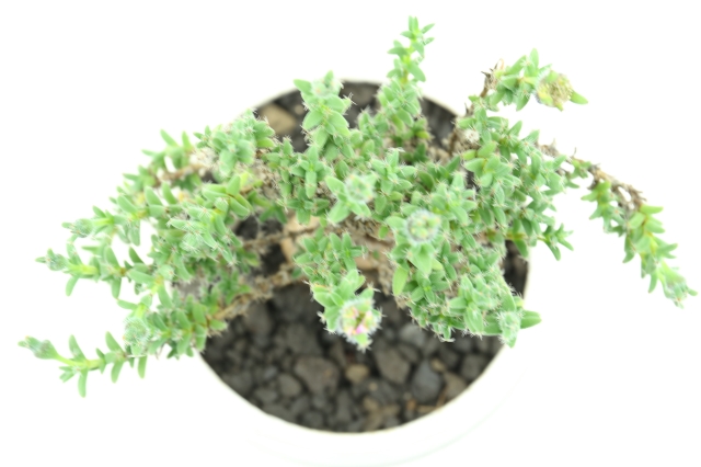 多肉植物
