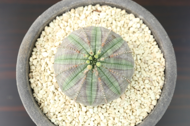 多肉植物