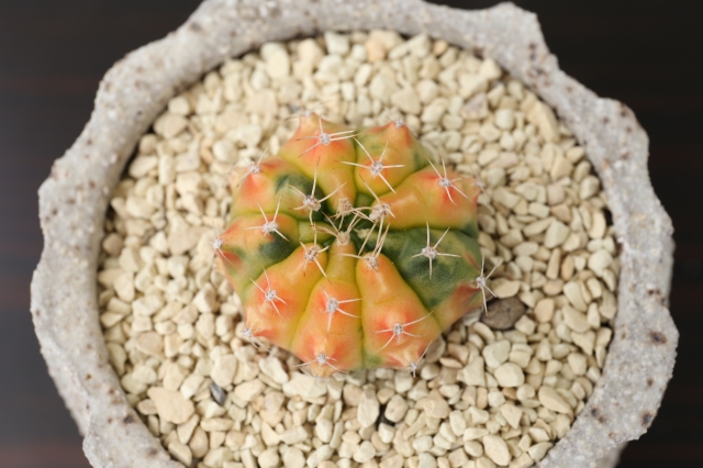 サボテン