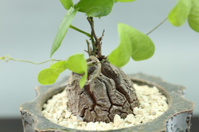 多肉植物