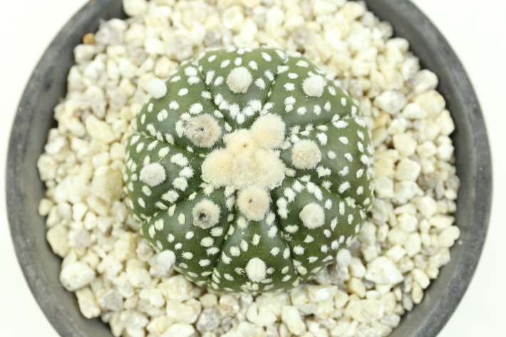 サボテン