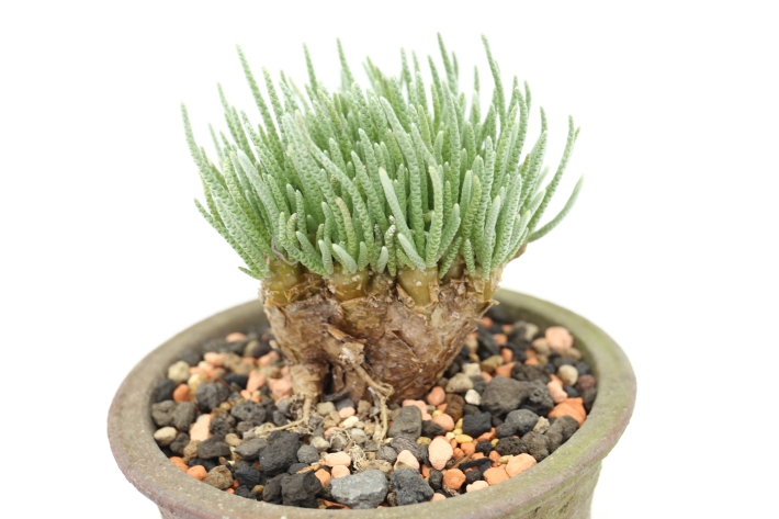 多肉植物