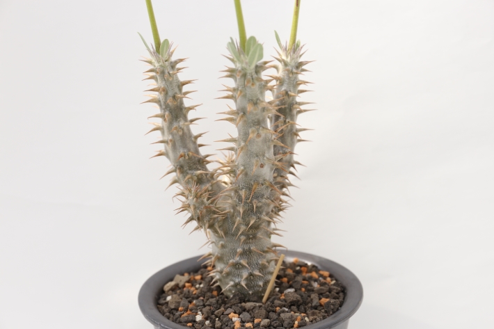 多肉植物