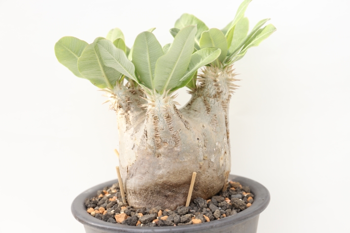 多肉植物