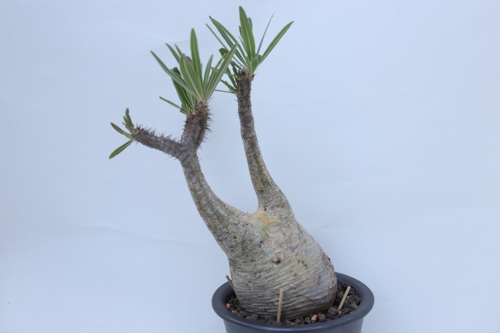 多肉植物