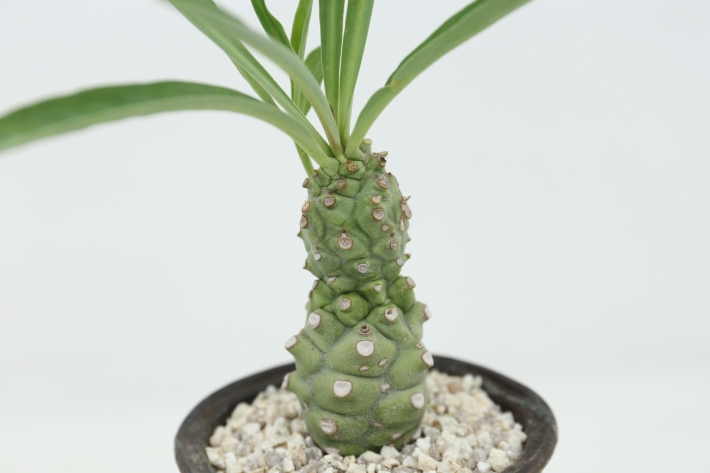 多肉植物