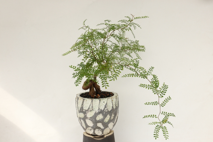 多肉植物