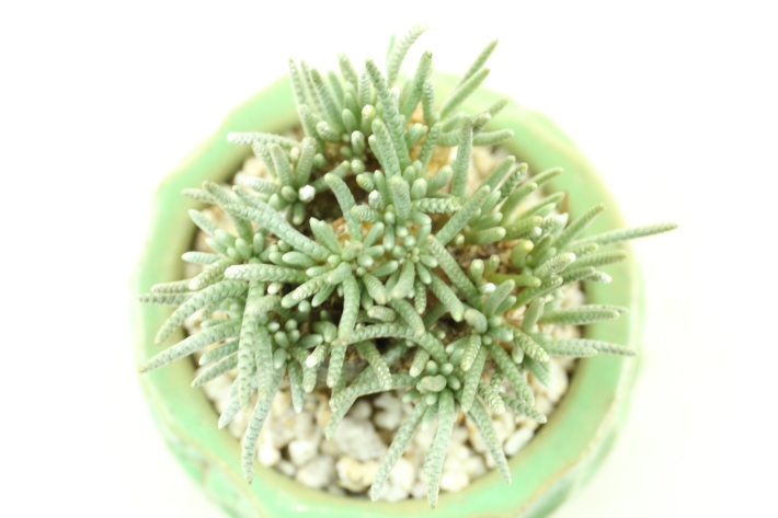 多肉植物