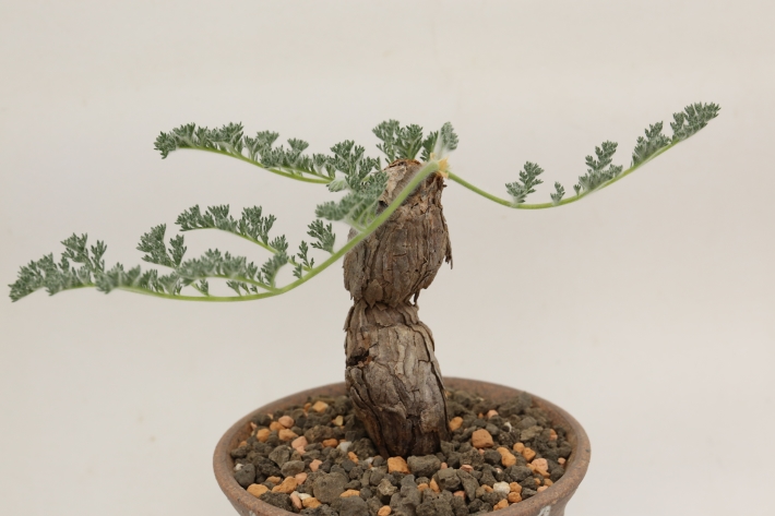 多肉植物