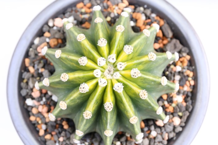 世界の図　実生　A3202★エキノプシス　短毛丸　サボテン★「送料無料」浦部陽向園