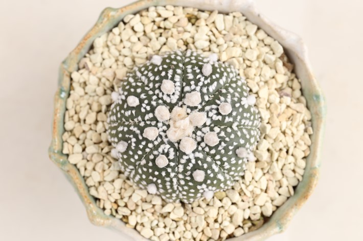 白兜　実生　A3205★カイエス系　カブト丸　サボテン★浦部陽向園