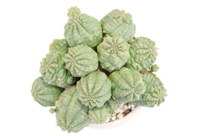 多肉植物