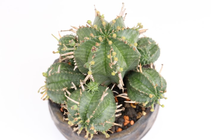 多肉植物