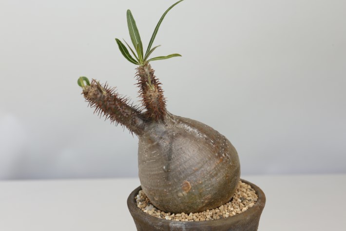 多肉植物