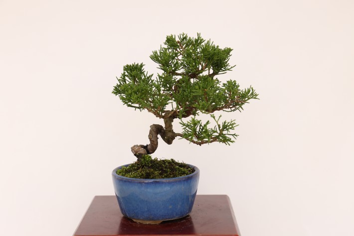 盆栽