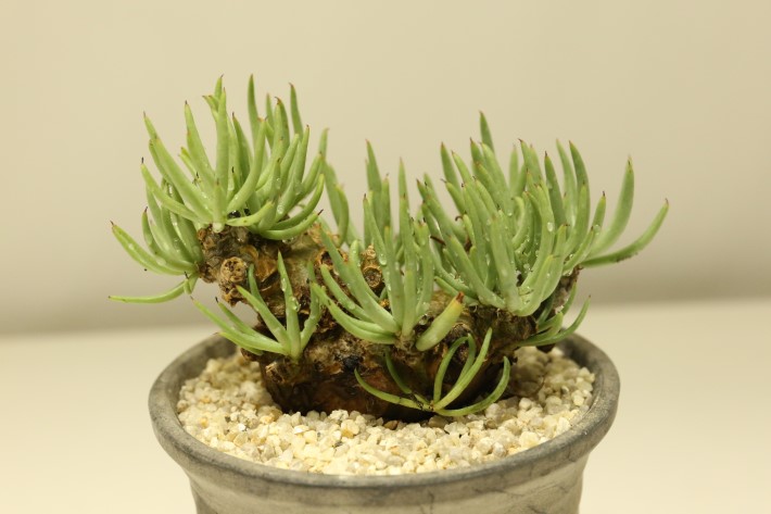 多肉植物