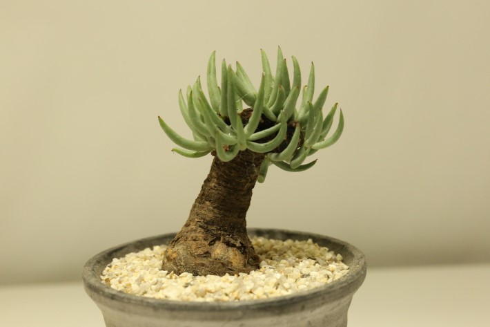 多肉植物