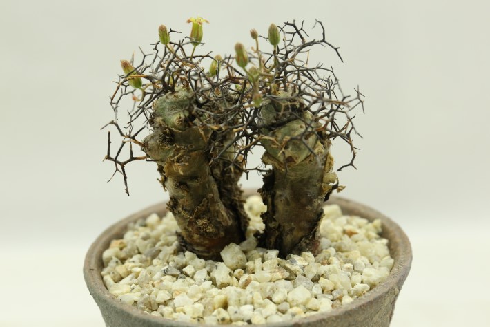 多肉植物