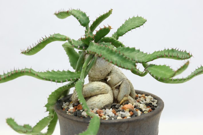 多肉植物
