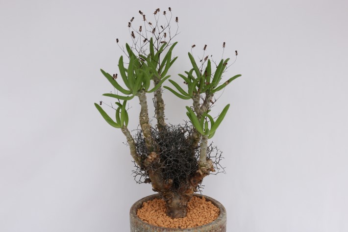 多肉植物