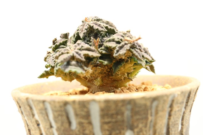 多肉植物