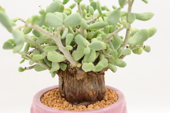 多肉植物