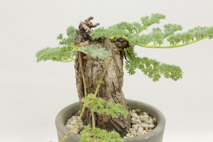 多肉植物