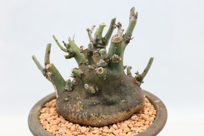 多肉植物