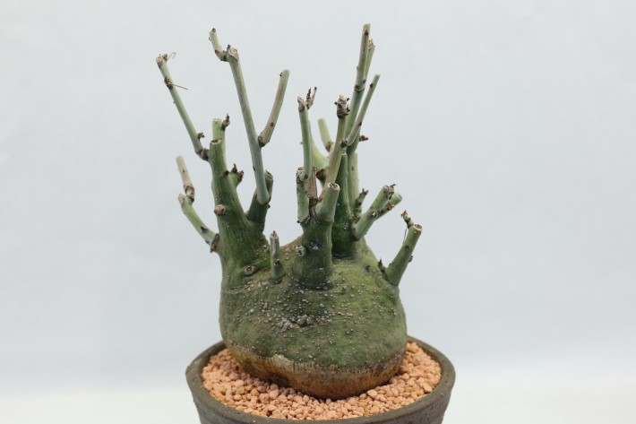 多肉植物