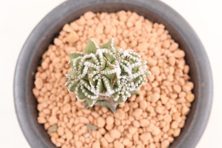 ヒントニー モンスト（台付き）般若接ぎ輸入球カキ仔　A3662★アズテキウム　サボテン★「送料無料」浦部陽向園