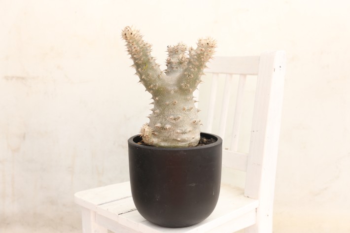 多肉植物