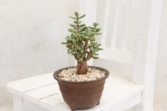 多肉植物